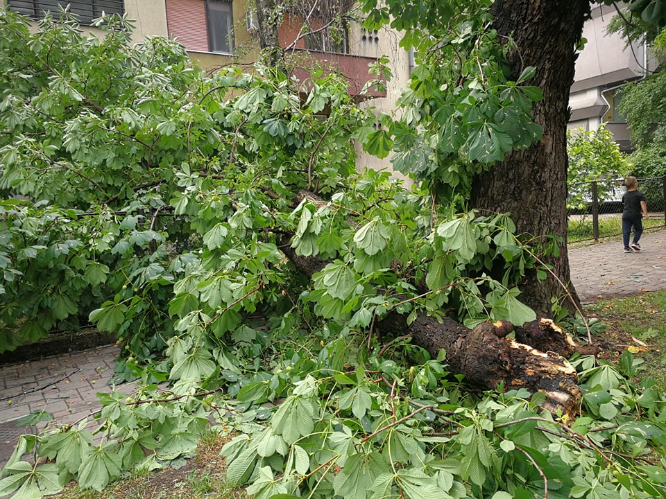NEVRIJEME U BANJALUCI, JAK VJETAR OBORIO STABLO NA ULICU Zakrčen put prolaznicima, grane rasute po cesti (FOTO)