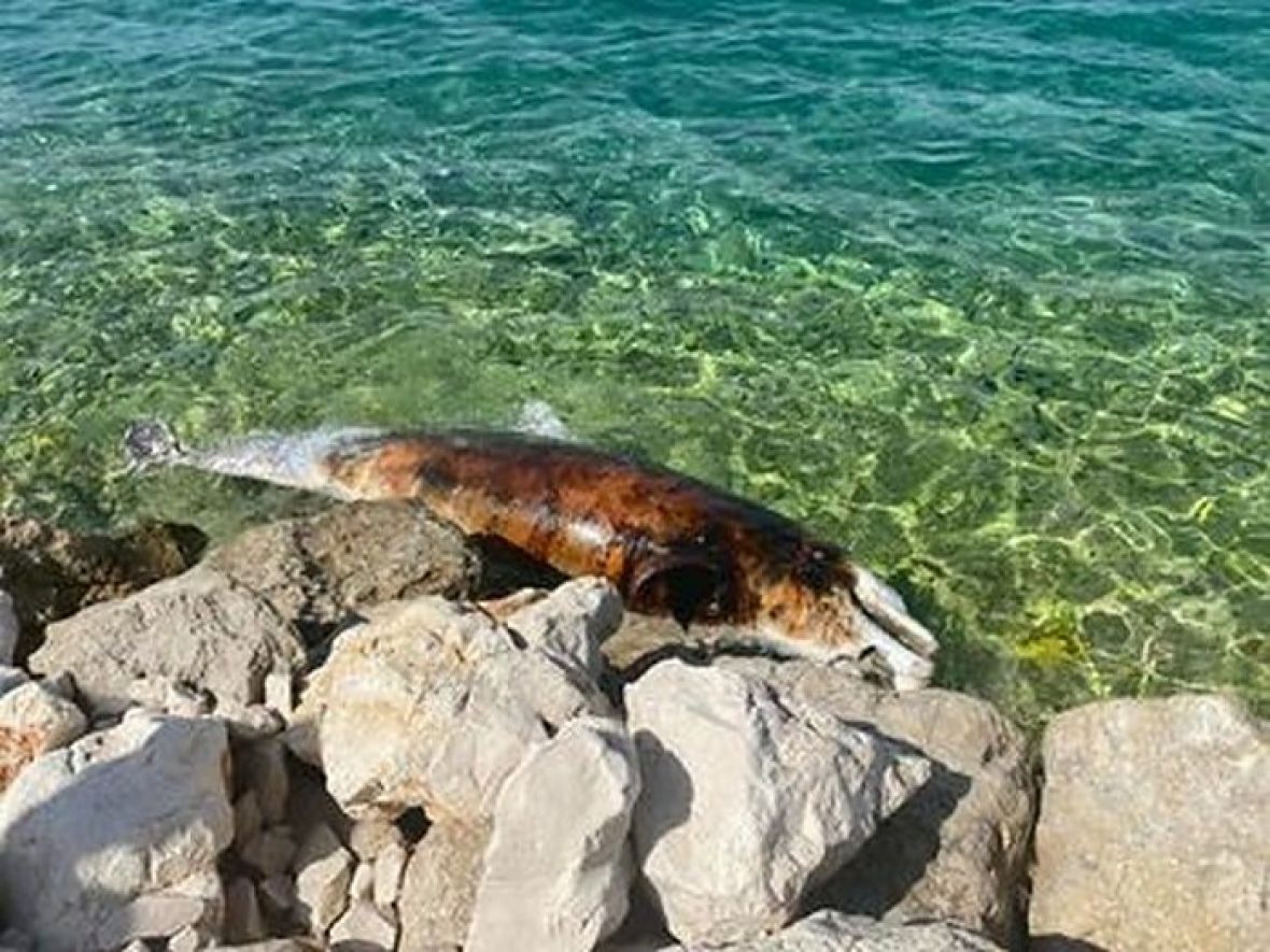 UŽAS NA ADI BOJANI Turisti pronašli mrtvog delfina