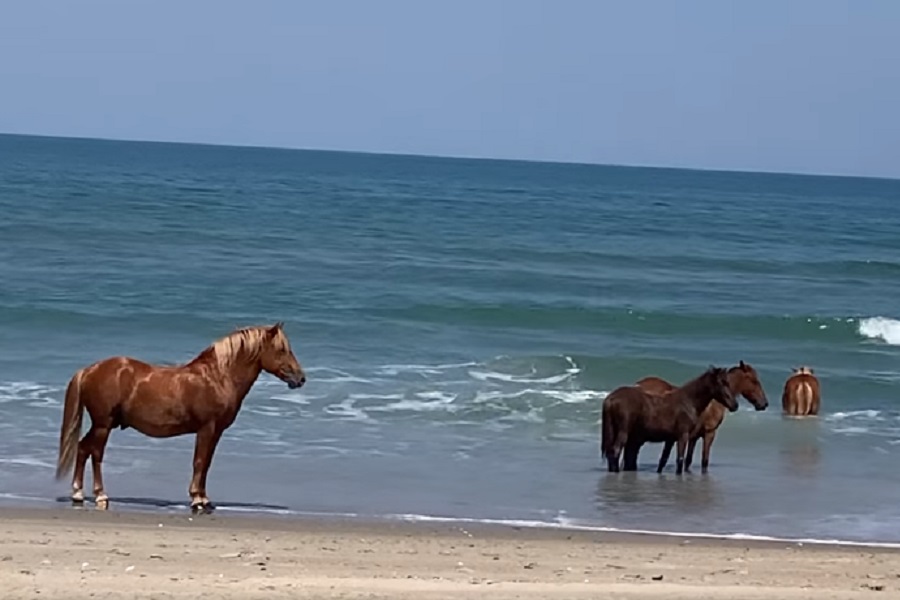 I KONJI UŽIVAJU, ZAR NE Turisti uživali u rijetkom i veličanstvenom prizoru uz okean (VIDEO)