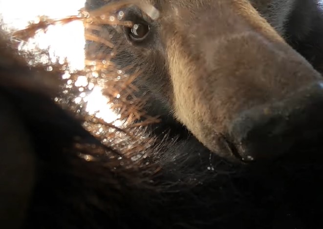 ROĐENA FILMSKA ZVIJEZDA Medvjed pronašao kameru, uključio je i snimao se (VIDEO)