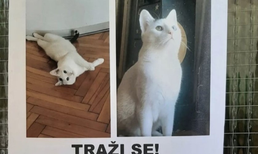 TRAŽI SE MAČAK MILISAV Banjalučanka moli za pomoć, pronalazaču nagrada od 100 KM
