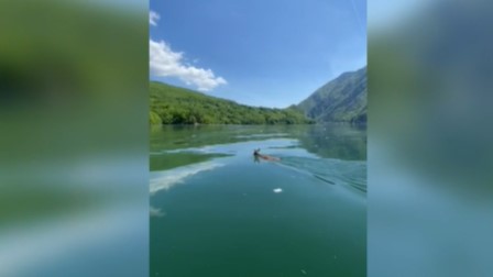 LJUBAV NE PITA ZA GRANICE Srndać iz Srbije preplivava jezero kako bi u Bosni našao partnerku (VIDEO)