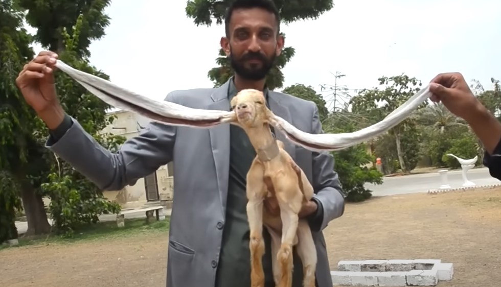 PODSJEĆA NA SLONIĆA DAMBA IZ CRTANOG FILMA U Pakistanu se rodilo jare sa ušima od pola metra