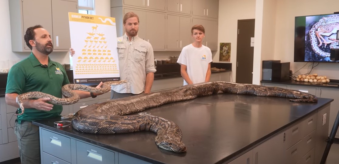 POSLJEDNJI OBROK BIO CIJELI JELEN Uhvaćen najveći piton u državi Florida