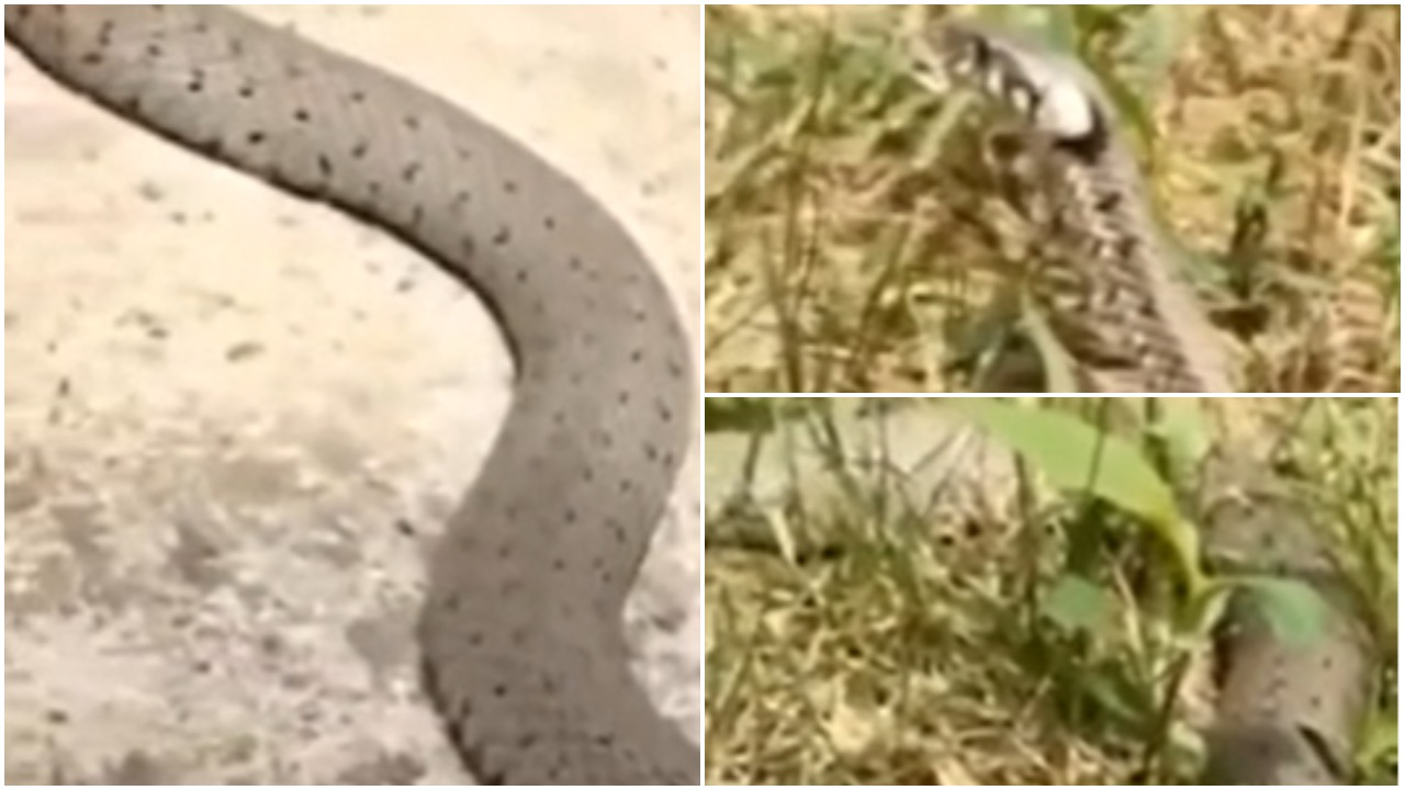 ČUDOVIŠNA ZMIJA VIĐENA U VIŠNJIČKOJ BANJI Građani u čudu, zatekli je u dvorištu zgrade (VIDEO)