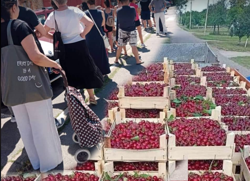 LJUDI DOBROG SRCA SU POMOGLI STRAHINJI Obrao je 8 tona višanja, a onda je zabranjen izvoz! Nije znao šta da radi dok se nisu pojavile "Tate Novosađani" (FOTO)