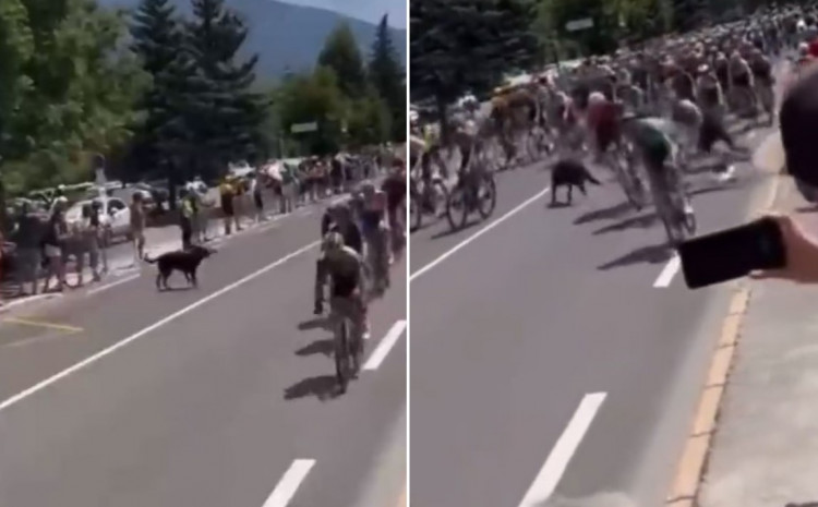 OBORIO BELGIJSKOG BICIKLISTU LAMPERTA Pas napravio pometnju na Tur de Fransu (VIDEO)
