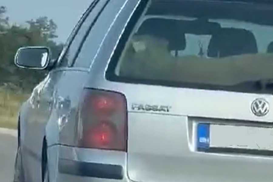DVA VOZAČA MALO JAČA I OVCA U GEPEKU Nesvakidašnji prizor na putu Banjaluka-Prijedor (VIDEO)