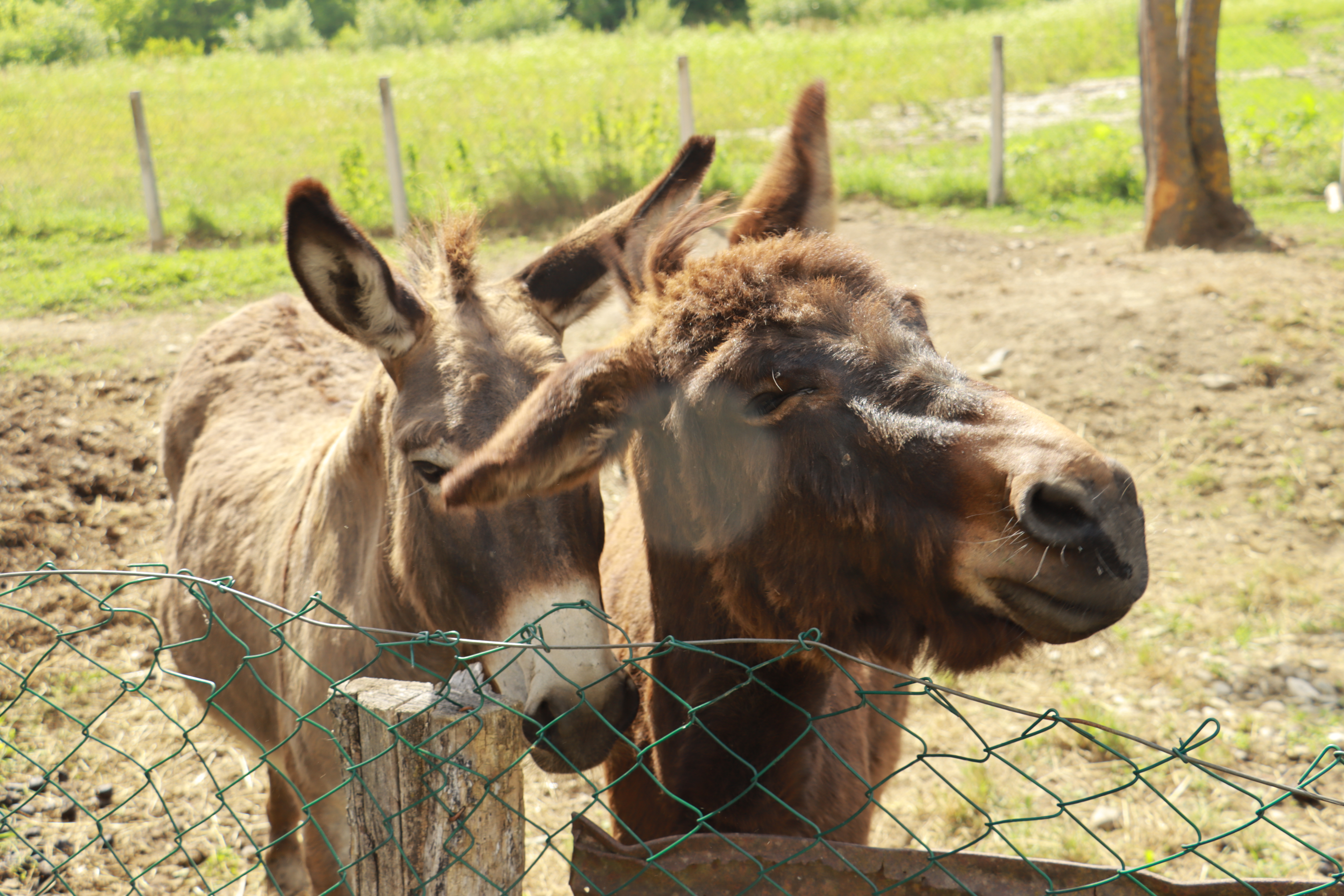 HOROR U SKOPSKOM ZOO VRTU Pljušte krivične prijave za klanje konja i magaraca