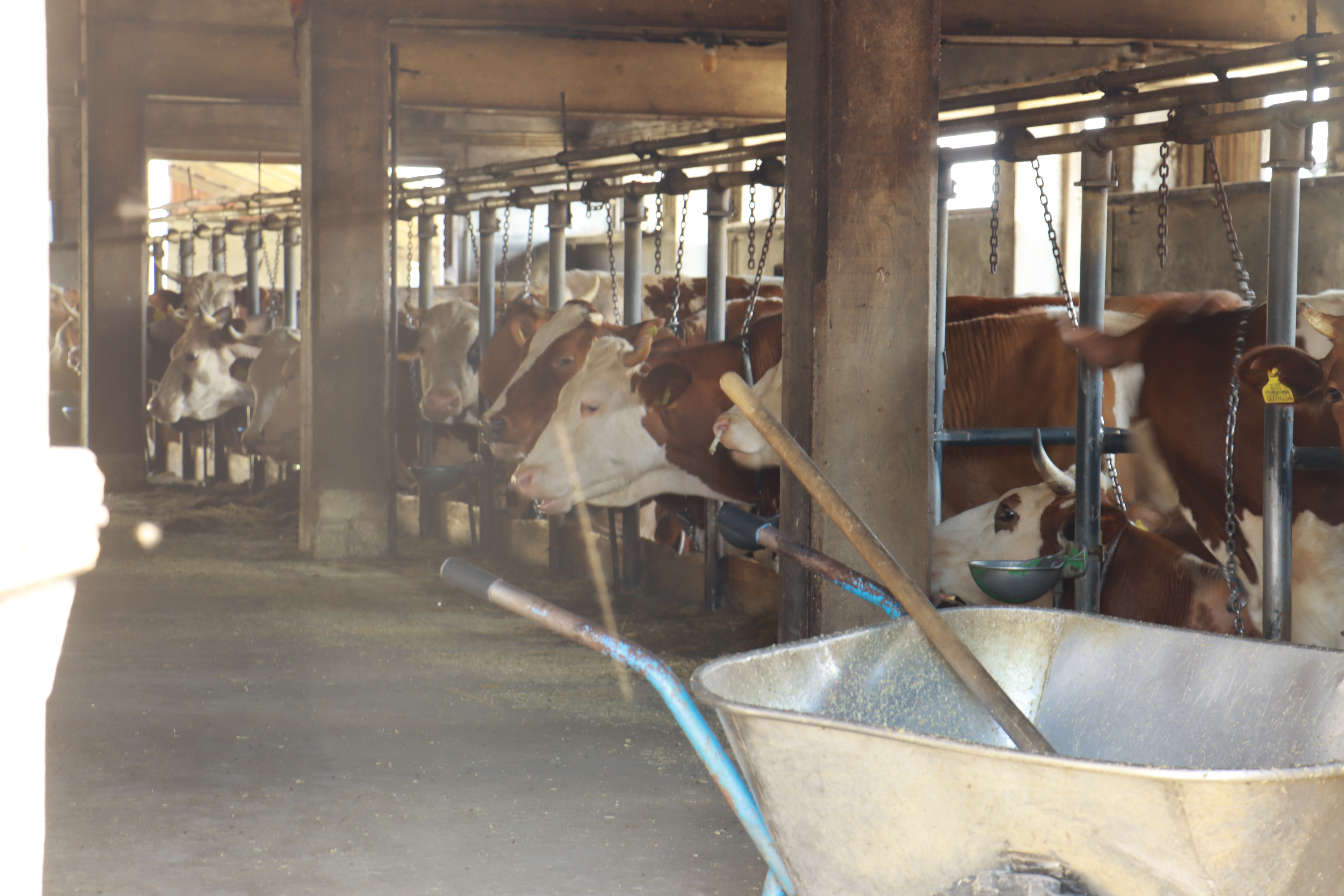 POVEĆANA OTKUPNA CIJENA MLIJEKA Farmeri u velikom gubitku