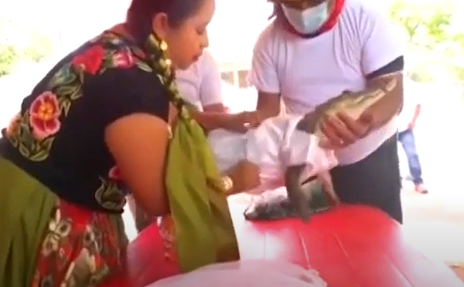 MOŽETE DA POLJUBITE MLADU, ALI PAZITE DA VAM NE ODGRIZE POLA FACE Gradonačelnik meksičkog grada oženio aligatora - ponosna kuma pozvala trubače, slavlje trajalo do jutra (VIDEO)