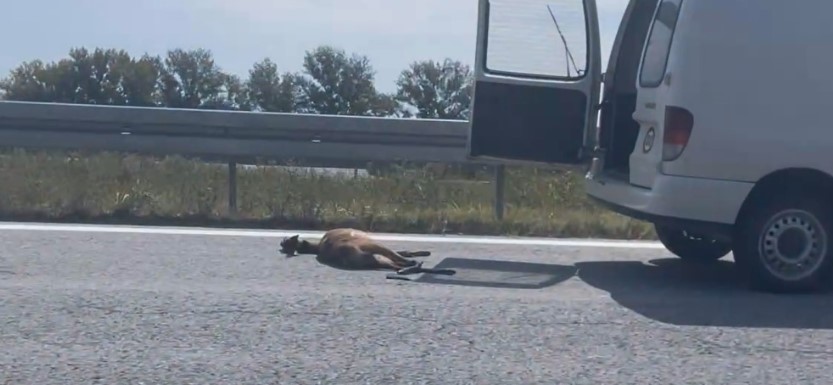 NESVAKIDAŠNJA NESREĆA U BANJALUCI Srna izletjela pred automobil na samom isključenju sa auto-puta (VIDEO)