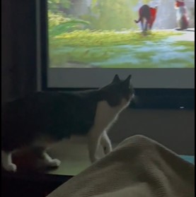 URNEBESAN VIDEO Mačka imitira crtane likove
