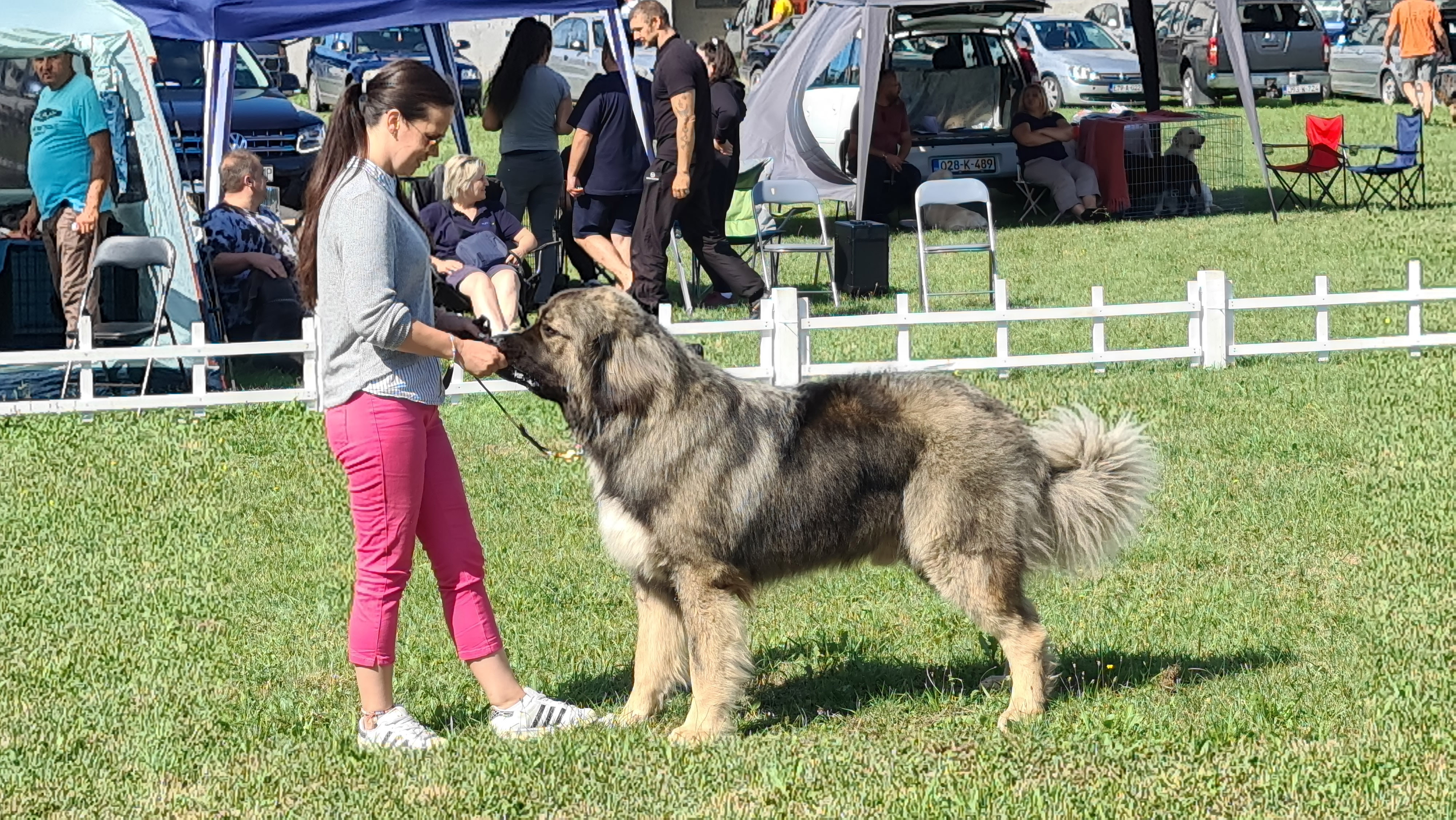 IZLOŽBA PASA U DOBOJU Prijavljene čak 52 rase, izlagači iz BiH, Srbije i Hrvatske (FOTO)
