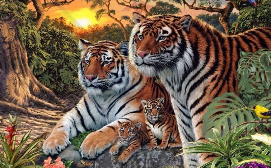 MOŽETE LI IH UOČITI? Ne, nisu samo četiri tigra na fotografiji - pronađite ostale!