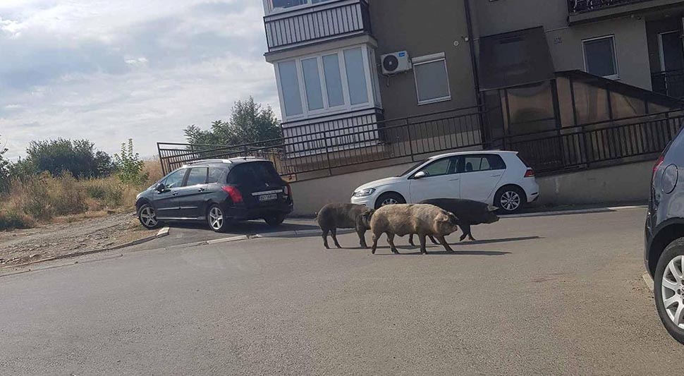 SVINJE ŠETALE ULICOM Nesvakidašnji prizor na beogradskoj Zvezdari