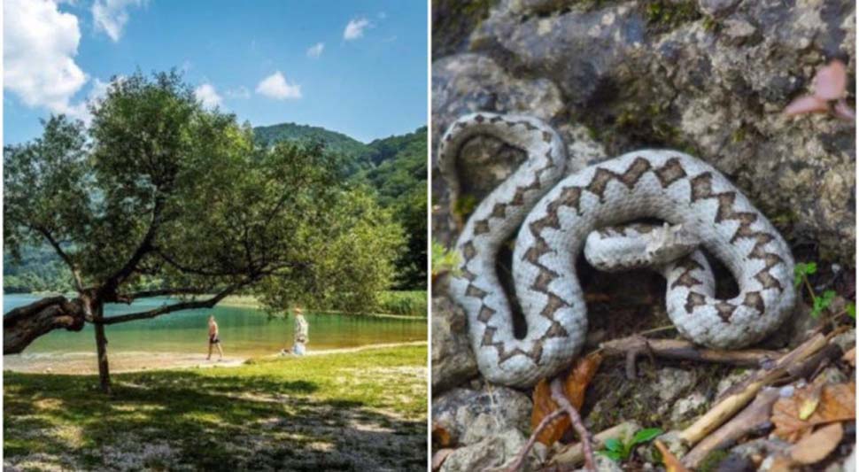 DRAMA NA BORAČKOM JEZERU Dječaka ujela zmija, dobio serum