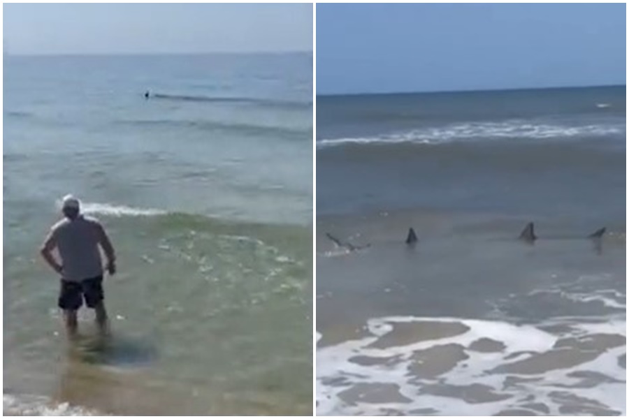 PONOVO PANIKA NA PLAŽI Ajkule viđene u plićaku, plivale svega pedesetak metara od obale