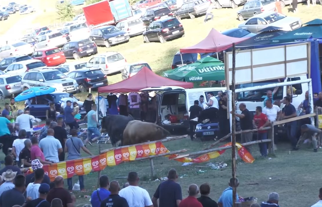 NESREĆA NA KORIDI U BIH, JEDAN ČOVJEK POVRIJEĐEN Bikovi probili zaštitnu ogradu, a onda je krenula potjera (VIDEO)
