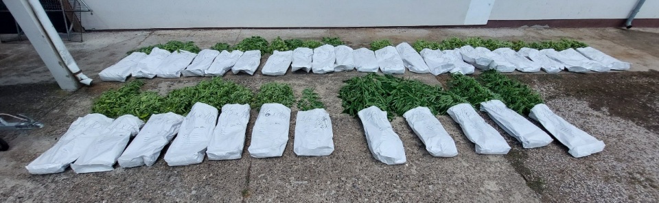 AKCIJA "KOROV" U BRČKOM Otkrivene tri plantaže droge vrijedne pola miliona maraka, dileri uhvaćeni na djelu