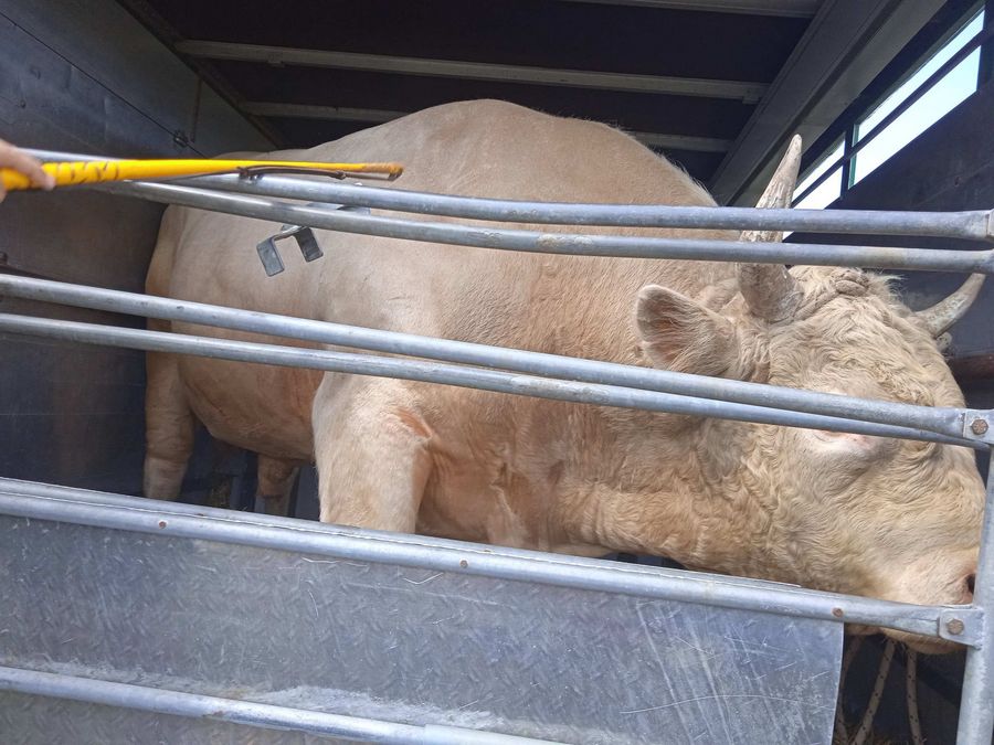 UZELI BIKOVE I NISU IH PLATILI Banjalučani prevarili farmera iz Gradiške