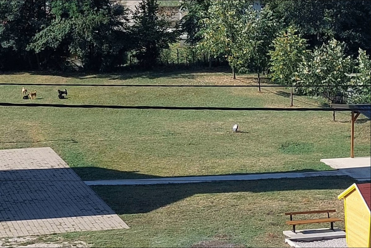 MOTIKE OKUPIRALI PSI LUTALICE Okupljaju se na igralištu, bude ih i po 15, mještani strijepe da djecu puste i u vlastito dvorište