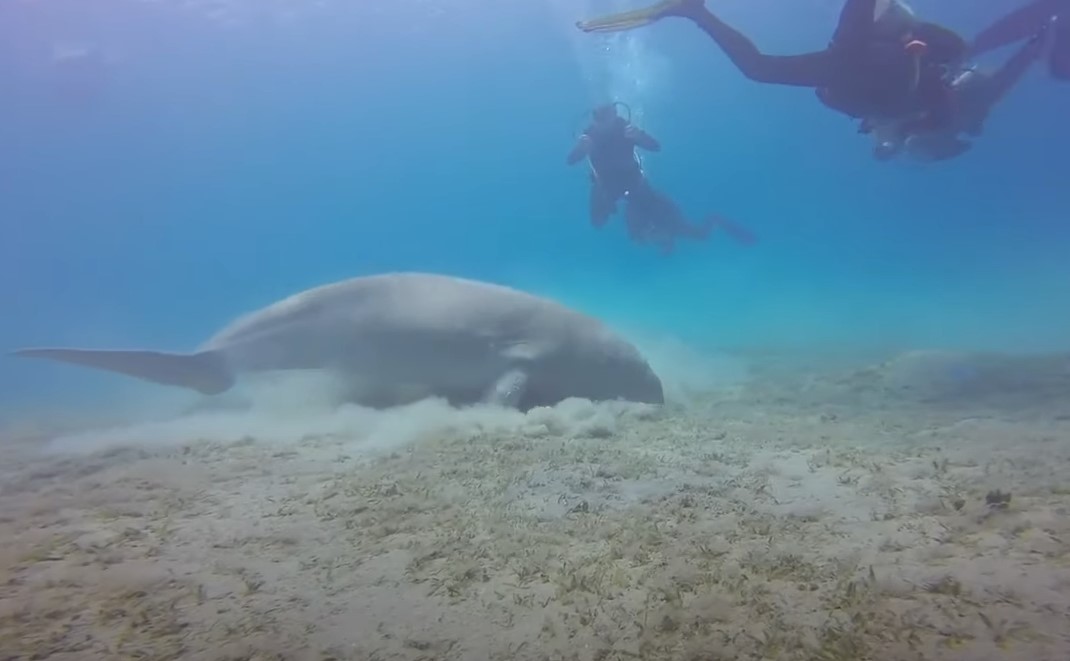 IZUMRO DUGONG Sisar koji je inspirisao drevne priče o sirenama