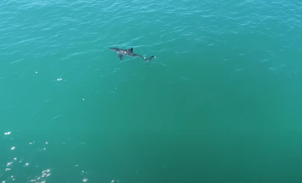 AJKULA UHVAĆENA DRONOM Fotograf Met Larmand zabilježio je zastrašujuću scenu (VIDEO)