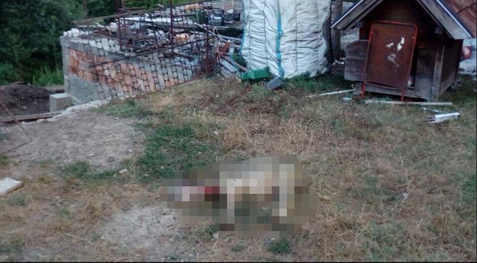 HOROR U PRIJEPOLJU Psi lutalice kolju stoku, stradalo više od 20 grla