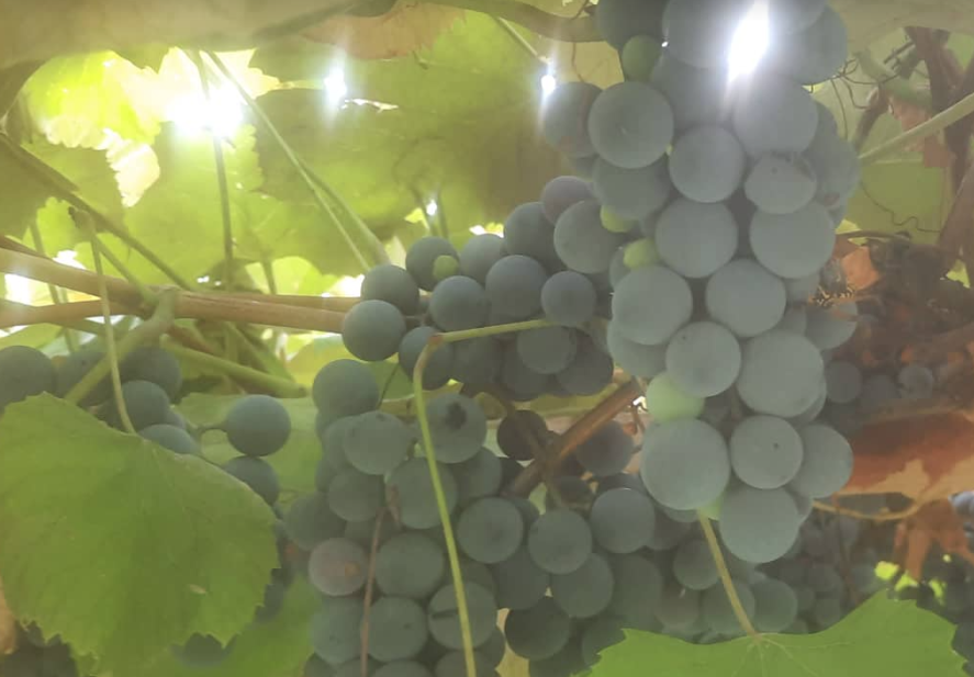 ŠTA JE ZDRAVIJE CRNO ILI BIJELO GROŽĐE? Glavna razlika je u količini šećera