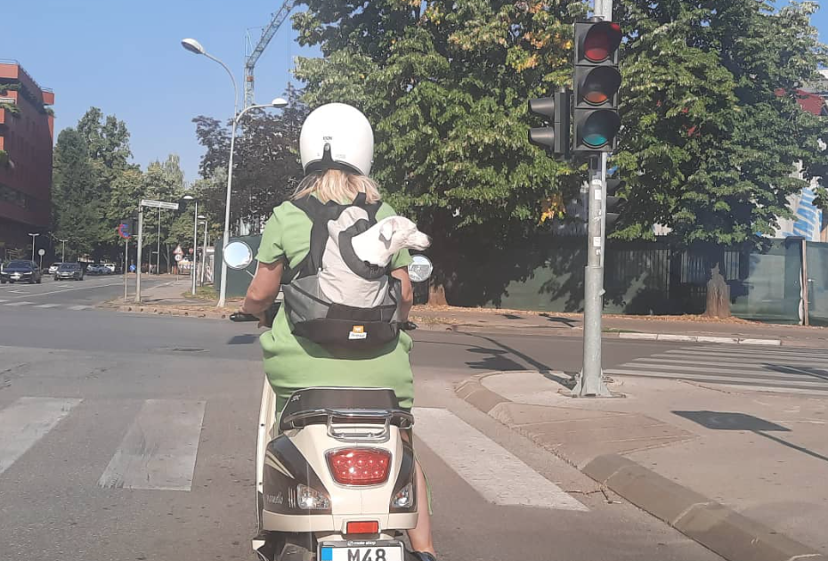 PAS U TORBICI SE PROVOZAO BANJALUKOM Prolaznici mahali i posmatrali reakciju (FOTO)