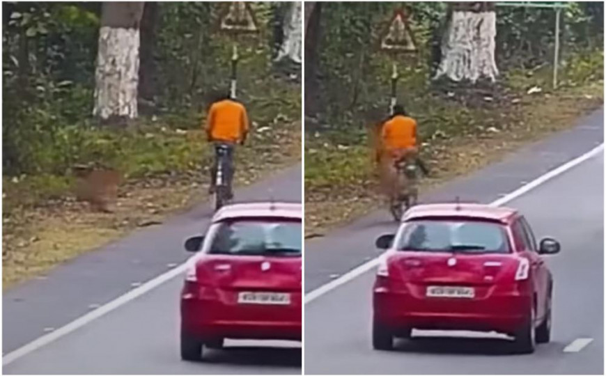 NESVAKIDAŠNJA SITUACIJA Leopard skočio na biciklistu dok se vozio (VIDEO)