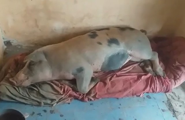 GILE ROĐEN ZAKRŽLJAO, KAO 13. PRASE Nije bio veći od jazavičara i to ga spasilo svinjokolja! Danas je maza od 100 kila