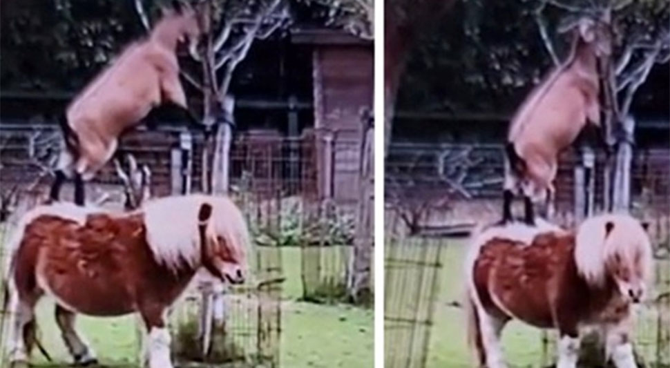VIDEO KOJI ĆE VAS ODUŠEVITI Koza nije mogla do lišća pa skočila na ponija...