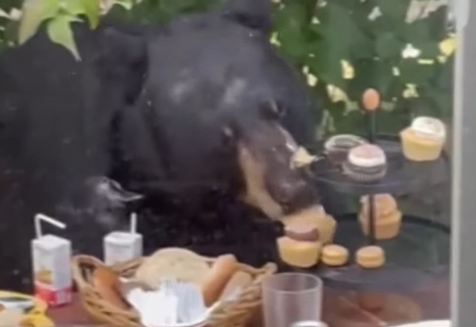 MEDVJED NAPRAVIO HAOS Banuo nepozvan na dječiji rođendan i pojeo kolačiće (VIDEO)