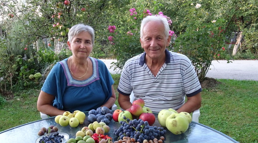 KO VOLI, NEK' IZVOLI Nijaz iz Kamičana besplatno daje šljive za pekmez