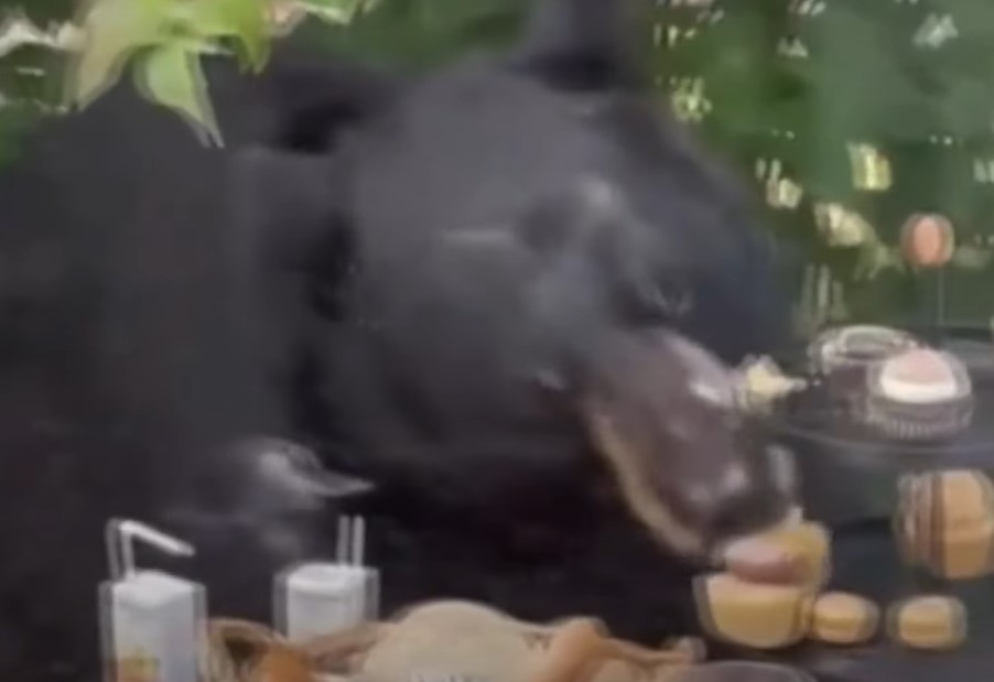 Medvjed upao na dječiji rođendan i pojeo sve kolačiće (VIDEO)