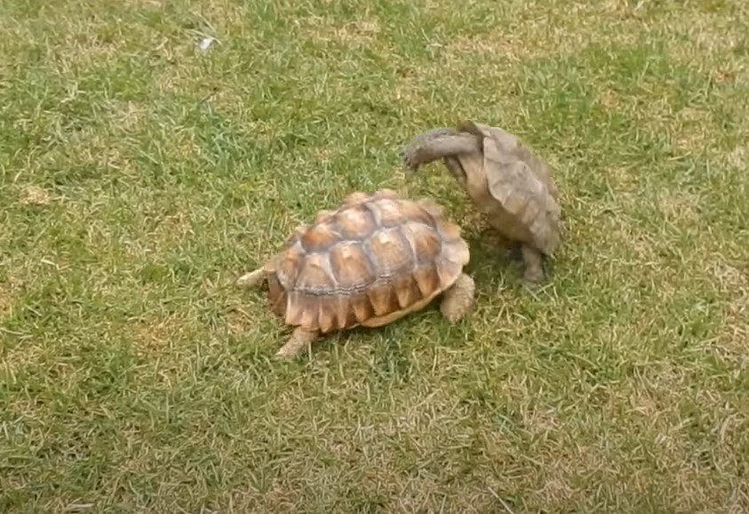 VEZA IM IZAŠLA NA NOS Kornjače se potukle poslije 90 godina ljubavi