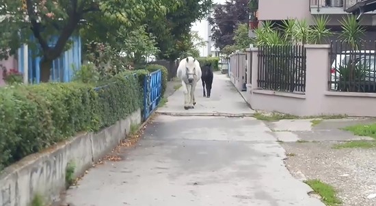 BANJALUČANI U ŠOKU Konji lutaju Starčevicom