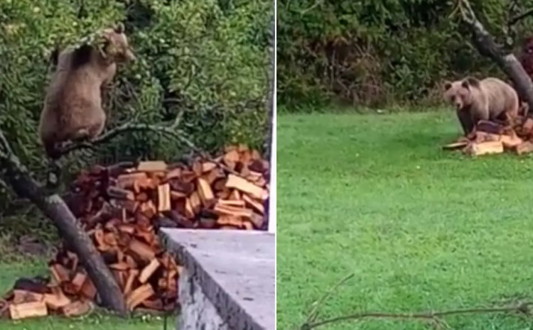 SIMPATIČAN SUSRET Medvjed se popeo na drvo i krao jabuke