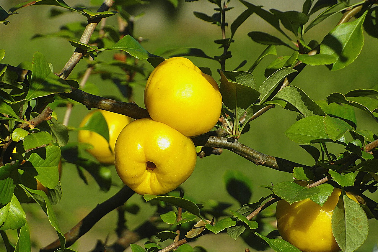 ZLATNA VOĆKA PUNA VITAMINA I MINERALA Zdravstvene prednosti dunje teško je i nabrojati