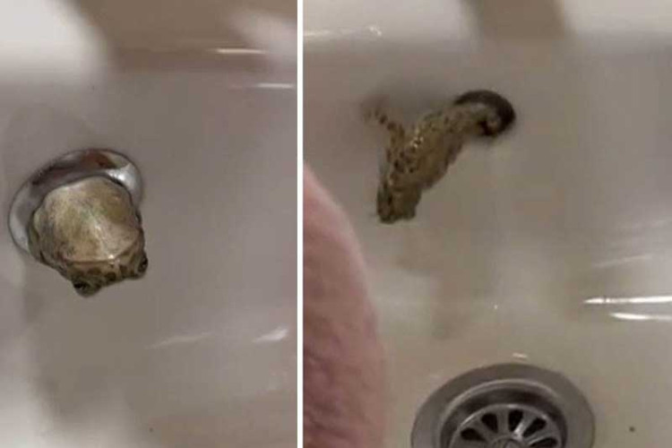 DA LI JE MOGUĆE "Vasko žabata" izvirio iz lavaboa (VIDEO)