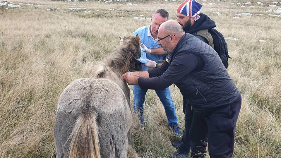 SPAŠENO DIVLJE ŽDRIJEBE KOD LIVNA Plemenita životinja se umalo mogla ugušiti, a razlog je ovo (FOTO)