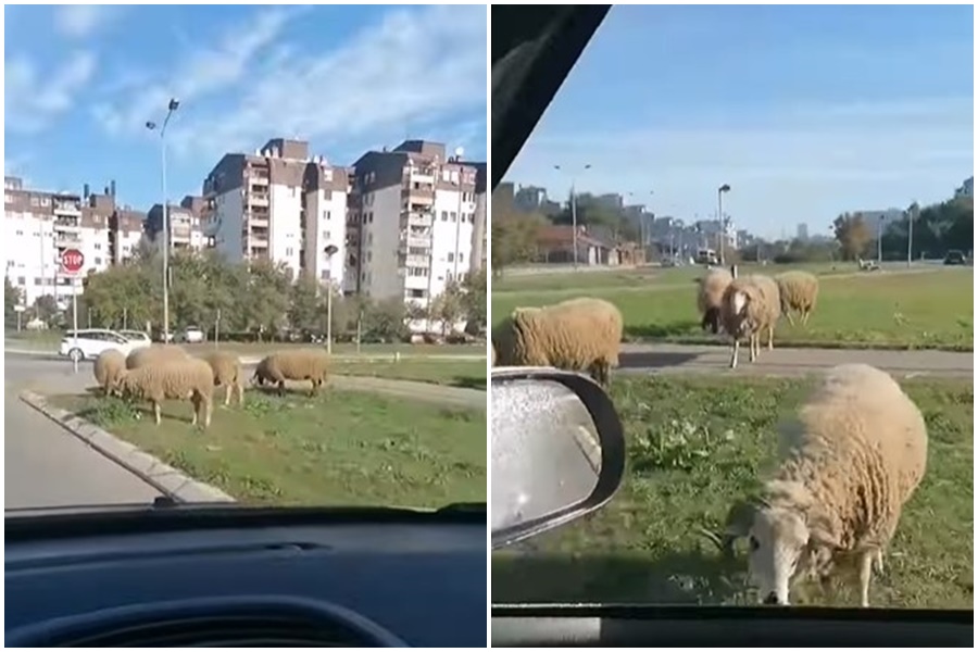 "BLEJA U BLOKU" Stado ovaca mirno pase između zgrada, ne obaziru se ni na automobile (VIDEO)