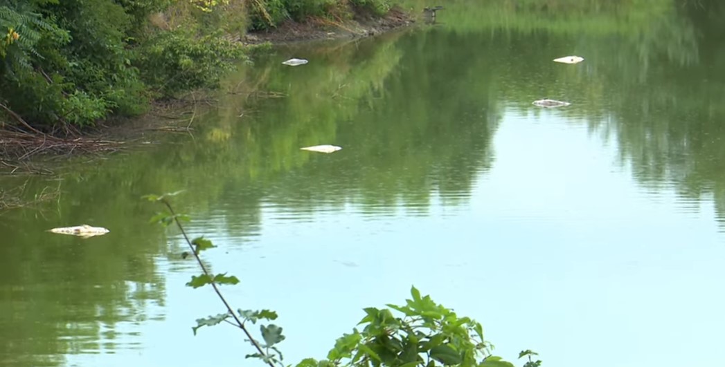 TEŠKA EKOLOŠKA KATASTROFA Inspekcija traži krivca za pomor ribe u Drini