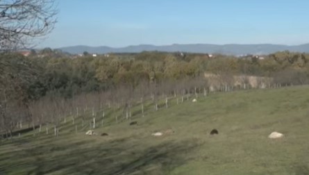 UŽAS KOD PRIJEDORA Psi zadavili sedamnaest ovaca (VIDEO)