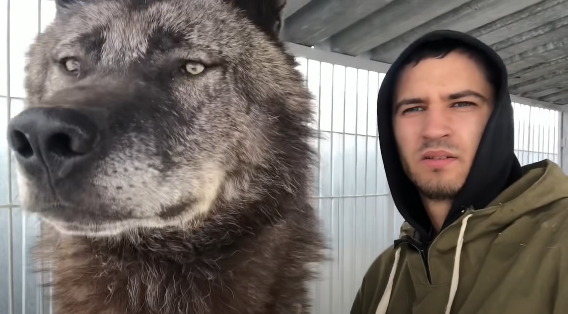 MISLIO DA JE UDOMIO KUČE, A ONDA SE ONO PRETVORILO U ZVIJER Čovjek živi sa najvećim vukom na svijetu (VIDEO)