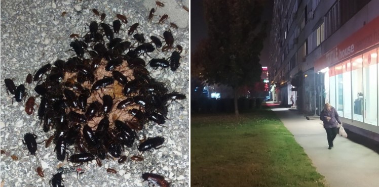 NIŠTA SLIČNO NE PAMTE GODINAMA Žohari okupirali stanove, građani upozoravaju: Stanje je već alarmantno! (FOTO)