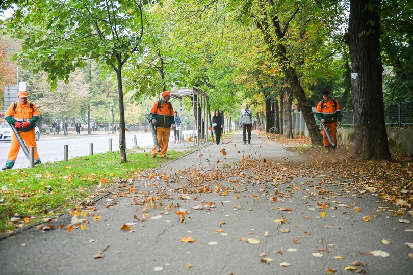 SJAJNE VIJESTI ZA BANJALUČANE Počinje obnova drvoreda na Bulevaru Stepe Stepanovića - nova stabla mijenjaju “opasna”
