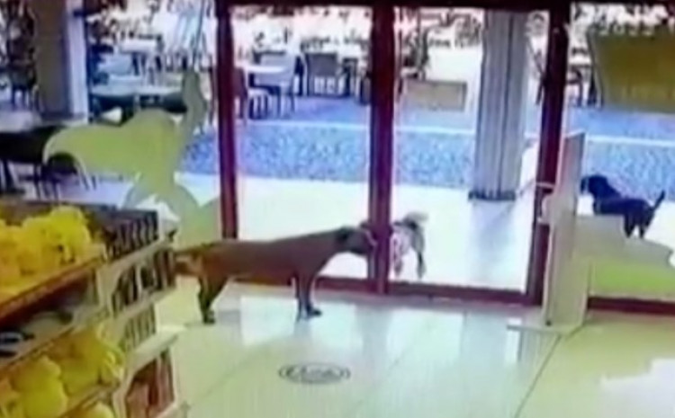 PSI OPLJAČKALI TRGOVINU IGRAČAKA Kamere zabilježile simpatičnu grupu malih zlikovaca (VIDEO)